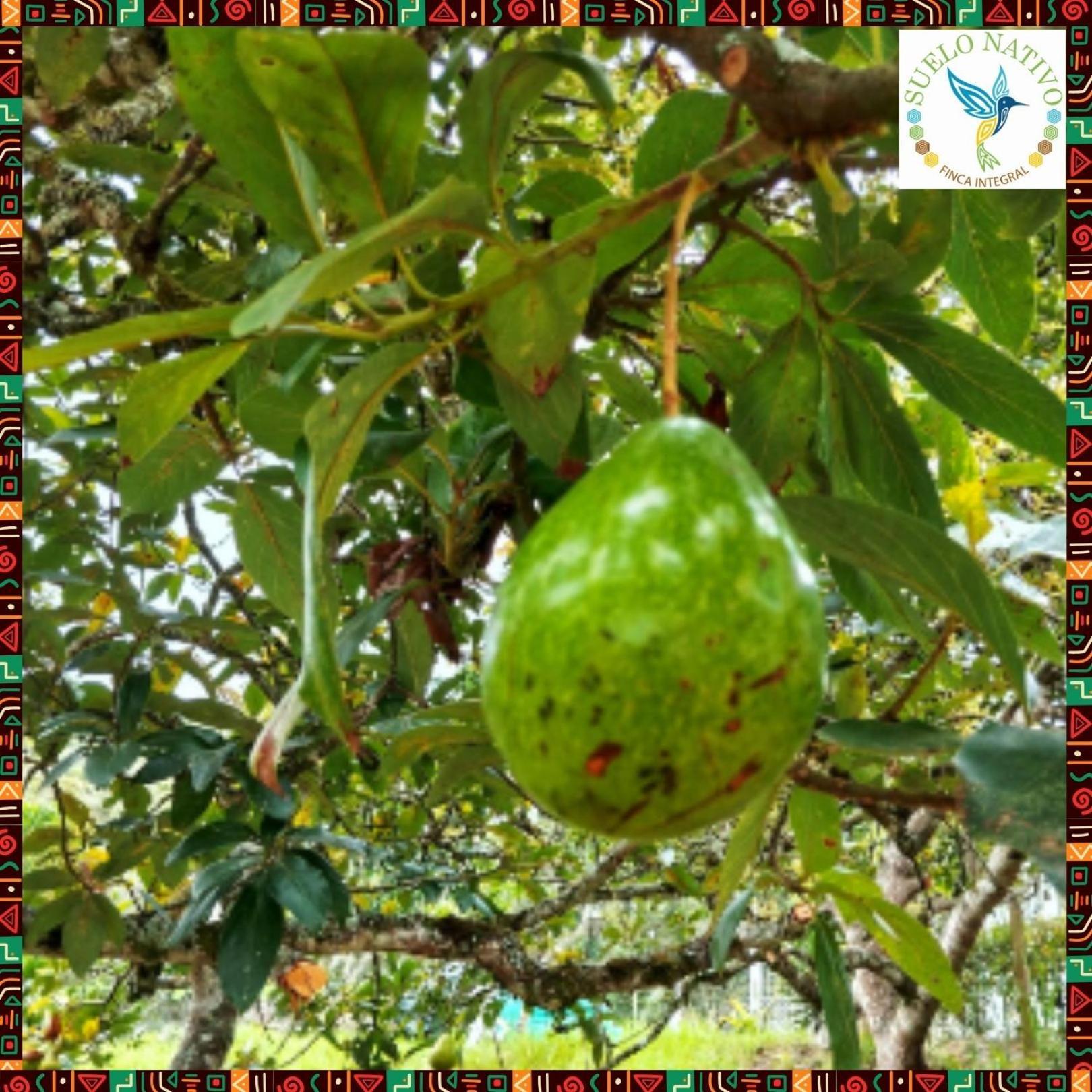 גואדואס Hotel Finca Integral Suelo Natiivo "Integramos El Campo Con Tu Bienestar" מראה חיצוני תמונה